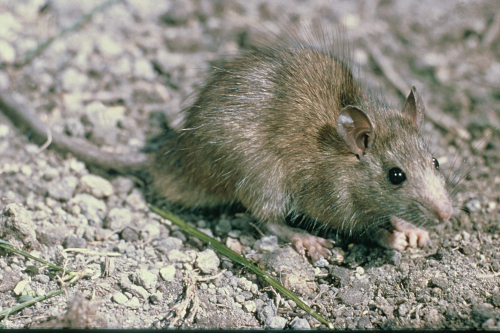 Rat - image 