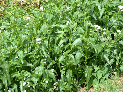 Senegal tea - image 