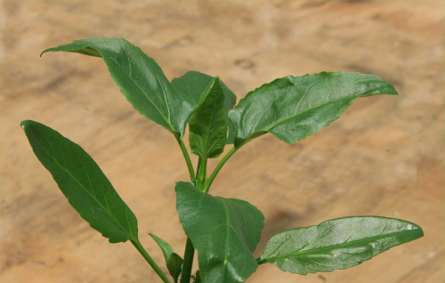 Senegal tea - image 