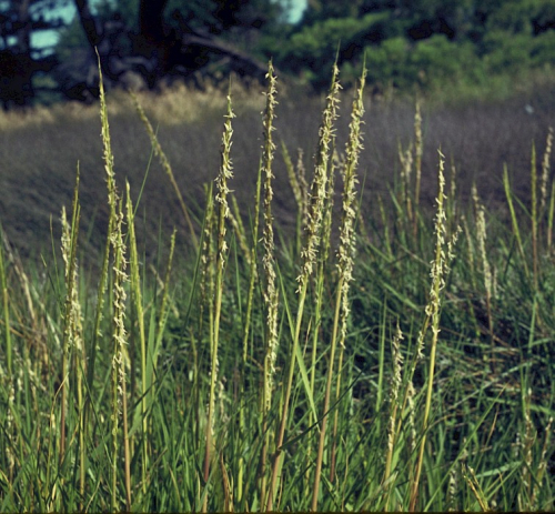 Spartina - image 