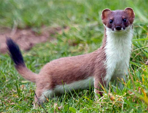 Weasel - image 