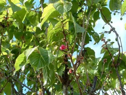 Taiwan cherry - image 