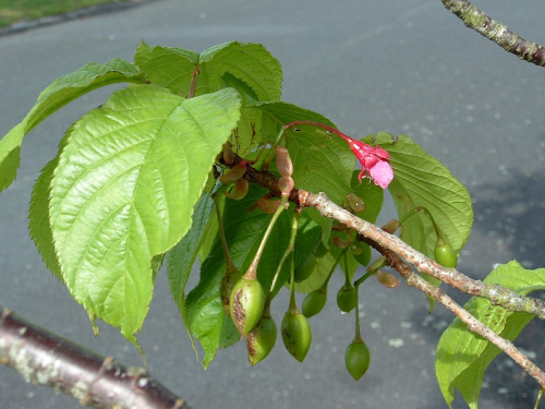 Taiwan cherry - image 