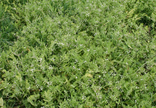 Water celery