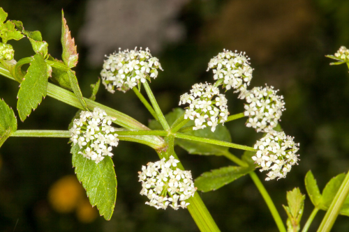 Water celery - image 
