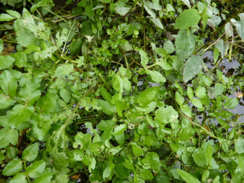 Water celery - image 