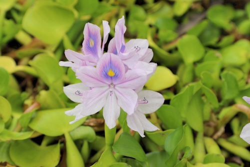 Water hyacinth