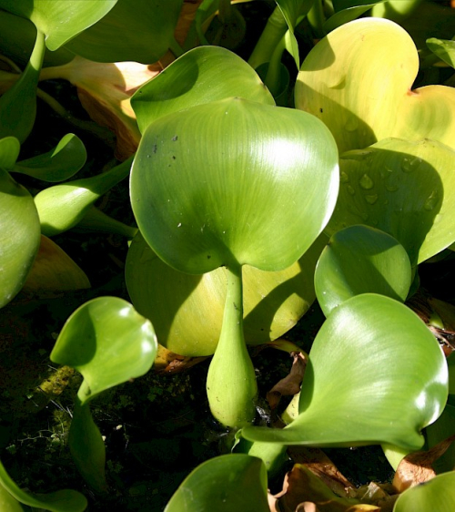 Water hyacinth - image 