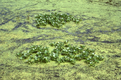 Water hyacinth - image 
