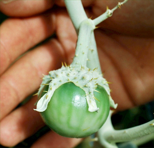 White-edged nightshade - image 
