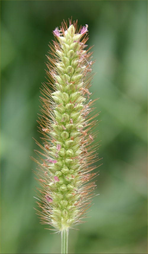 Yellow bristle grass