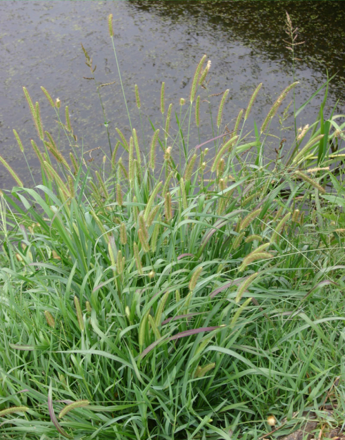 Yellow bristle grass - image 
