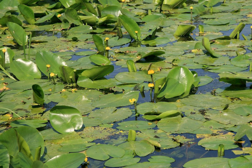 Yellow waterlily