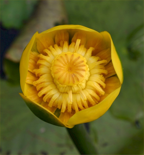 Yellow waterlily - image 