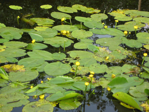 Yellow waterlily - image 
