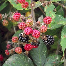 Blackberry