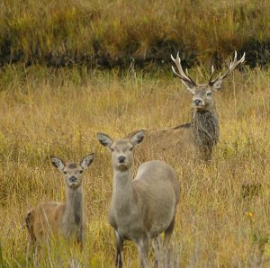 Feral deer