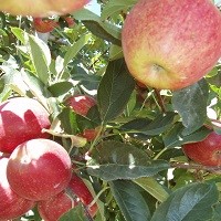 Apple Crop