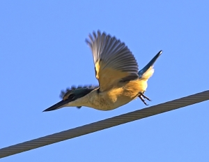 Copy of Kingfisher 2400
