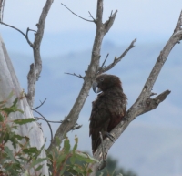 KAKA web