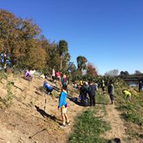 Karamu Matariki Planting day