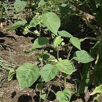 Velvetleaf Hunt On