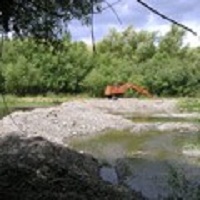 Wasps Plague Riverbanks