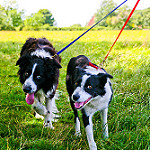 dogs on lead