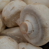 mushrooms champions food