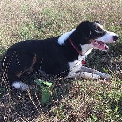 Rusty found the Velvetleaf plant that hes sitting next to3. 2