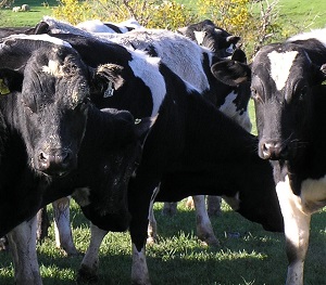 cows2
