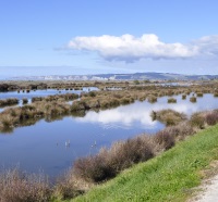 Waitangi east clive 1